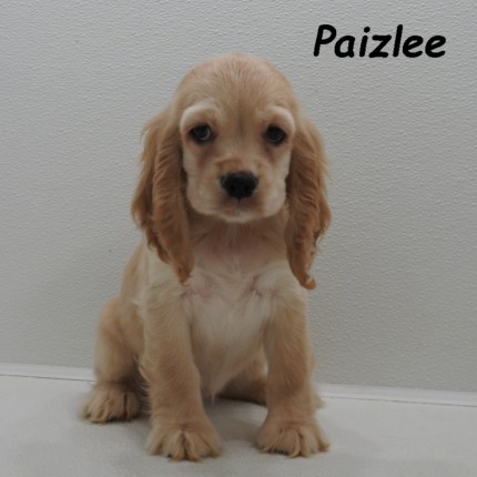 puppy, for, sale, Cocker Spaniel, Joe & Cherri  Overlease, dog, breeder, Miller, MO, dog-breeder, puppy-for-sale, forsale, nearby, find, puppyfind, locator, puppylocator, aca
